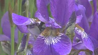 Gardening in the Zone: Irises