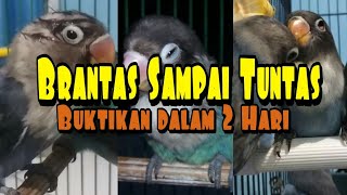 Cara mengobati Snot Pada Lovebird - Ampuh !