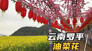 雲南曲靖羅平縣，連綿7公里油菜花田，美不勝收，花香味心曠神怡【雲南阿海】