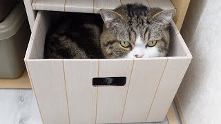 かくれんぼ遊びとねこ。-Hide and seek and cats.-