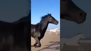 black horse