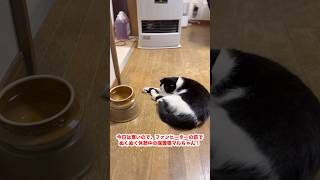 ファンヒーターの前でぬくぬく休憩中の保護猫マルちゃん！　#shorts #保護猫