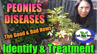 PEONY / DISEASES AND TREATMENTS - THE Good AND Bad News!