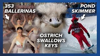 353 Ballerinas Break World Record, Ostrich Dies After Swallowing Keys, Pond Skimming | Weird News