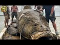 Nature Giant Grouper Fishing, How ships catch hundreds of tons of fish in the ocean - Emison Newman