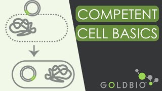 Competent Cells 101: How Bacterial Transformation Works