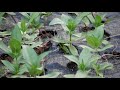 pinching zinnias to promote bloom during summer cut flower garden