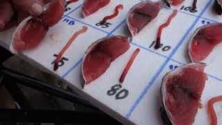 How To Grade Fresh Tuna - A Comprehensive Look