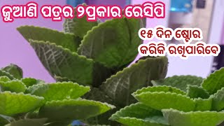 ଜୁଆଣି ପତ୍ର ଔଷଧୀୟ ଗୁଣରେ ଭରପୁର❗୧ ପଖାଳ ଗରମ ଭାତ Sancks ପରି ମଧ୍ୟ ଖାଇପାରିବେ❗୧୫ ଦିନ ଷ୍ଟୋର କାରିକି ରଖି ପାରିବେ