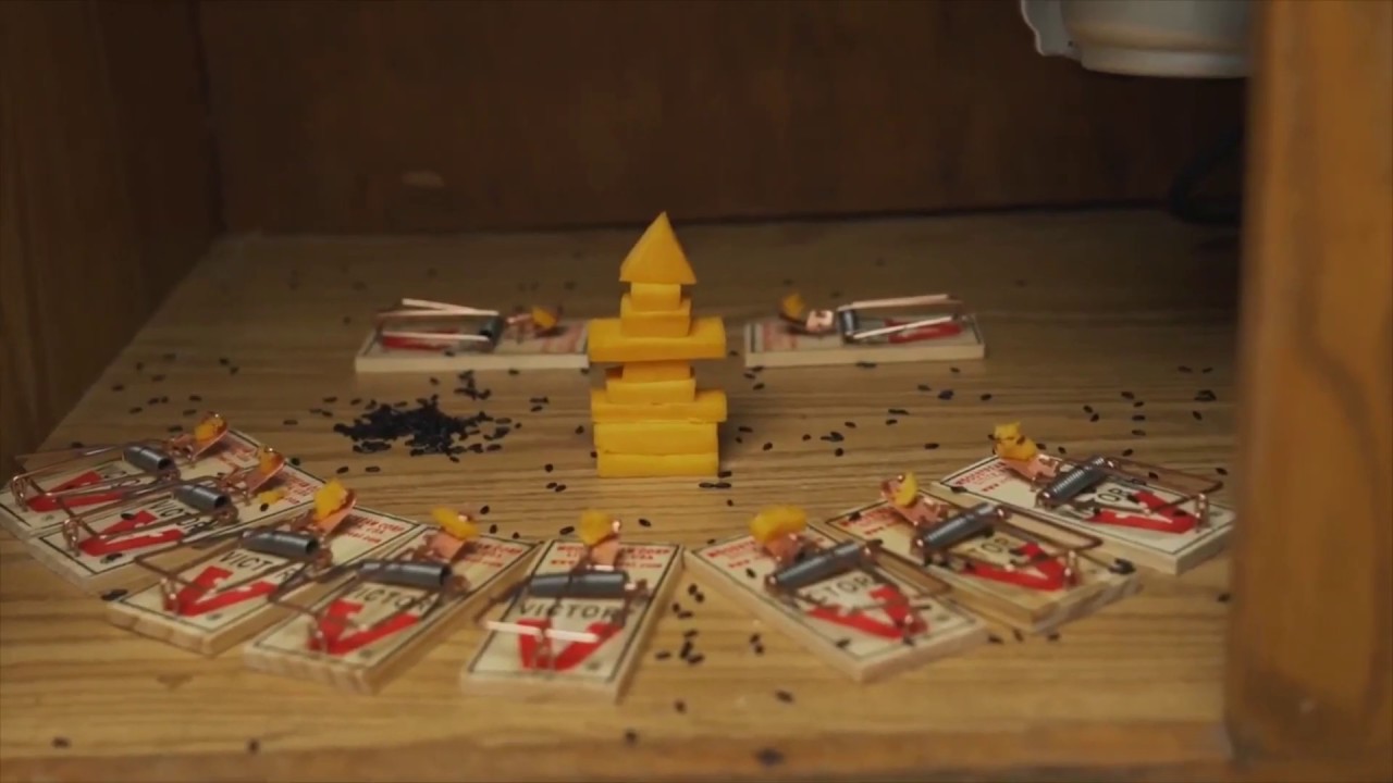 Diy Trapping Youtube