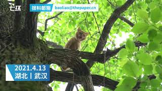 Kitty gets rescued from 20m-tall tree thanks to joint efforts in Wuhan 流浪猫被困20米高树上，华中农大调派高空作业车救援