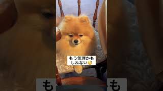 眠気に襲われる犬 #ポメラニアン #犬 #pomeranian