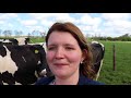 vlog 2 levensduur melkkoeien dairy academy oenkerk