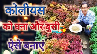 कोलियास बनाएं घना और बुसि // Coleus Care unique tips