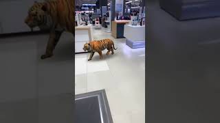 tiger vachindi Hyderabad ki meeru appudaina chusara