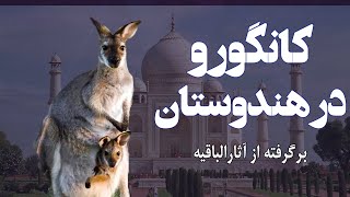 کانگورو در هندوستان