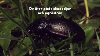 Jordlöpare - Ground beetles