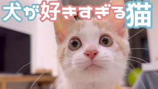 一番お気に入りのオモチャ（モップ）で犬と遊びたくて誘いまくる猫ちゃん