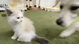 初めてルンバを見た子猫と犬の反応がこちらです