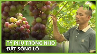 Táo bạo trồng nho trên đất lúa, nông dân thu bạc tỷ | VTC16