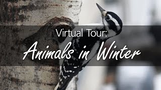 Winter Walk: Animals in Winter