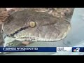 8 foot python spotted at tigertail beach on marco island