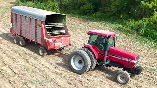 Chopping Corn Silage at Shady Oak Farms! Part Two (2024 Harvest Season)