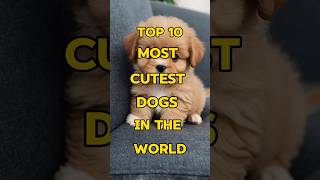 Top 10 most Cutest Dogs in the World 🥰#shortsfeed #shortvideos #top10 #shorts #viralvideos #dog