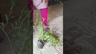 💥எங்கள் மாடி தோட்டத்திற்கு புதிய செடிகள்💥செர்ரி ம ர ம் 💥Terrace Garden#plant💥madi thottam#shorts