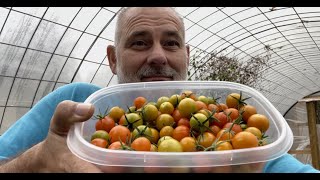 How to Overwinter Tomato Plants!! (SunGold Tomatoes)