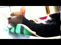 犬猫の仲良しペア Cat Pairs and Dog Pairs 5