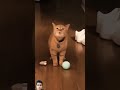 Nyanyi dulu guys🤣🤭 #cat #meooww #funny #catlover #shortvideo #viralvideo #amazing