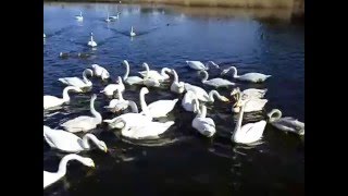 オオハクチョウ３９羽　20160211 小美玉市池花池のハクチョウ白鳥スワンSWANS