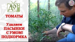 ТОМАТЫ: удаляем ПАСЫНКИ  С УМОМ! ПОДКОРМКА без минеральных удобрений!