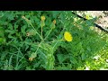 making capers from sow thistle buds