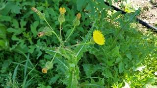 Making Capers from Sow Thistle Buds!