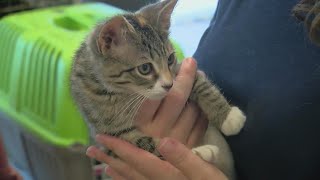 Hundreds of pets rescued in Hurricane Ian aftermath