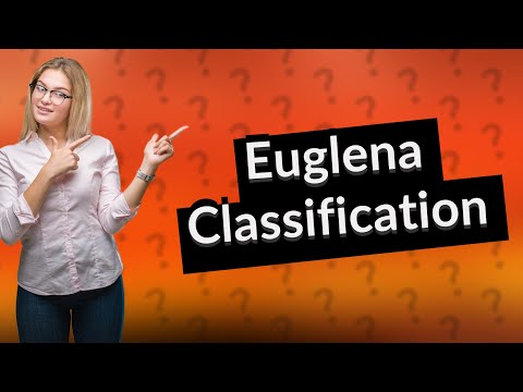 Why are euglena not considered a plant cell?