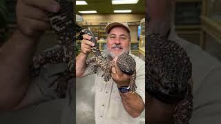 Mexican Beaded Lizard With No Anti-venom!! 😱🔥