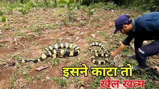 Discovering the Deadly Beauty of the Banded Krait: A Look at One of Asia's Most Venomous Snakes