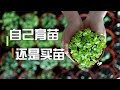 自己育苗还是买苗？利弊分析和好物推荐  Grow seedlings yourself or buy seedlings （Pros and Cons Analysis ）