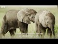 how to raise a baby elephant dynasties ﻿ii bbc earth