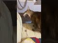 打哈欠囉 cat ねこ 貓咪 relaxing