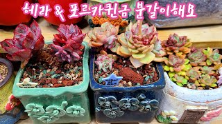 다부댁네 1호 헤라와 모란장에서 산 포르카퀸 분갈이해요! 요즘엔 1호 다육이들 분갈이 하는 중입니다~ 봄 분갈이 막바지로 열심히합니다!