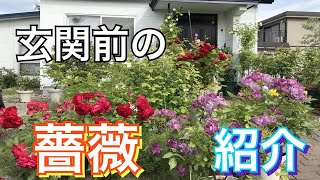 薔薇開花状況🌹品種紹介