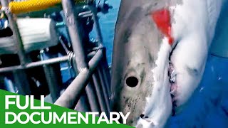 Shark Divers | Blue Realm | Free Documentary Nature