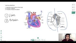 Functions Of The Heart - Science Tutor Milan