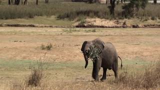 Elephants visit Vwaza Research Camp, Malawi, do a bit of pruning \u0026 weeding, \u0026 one gets left behind.