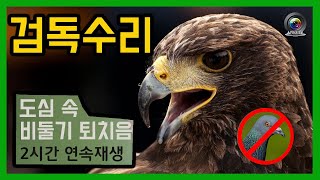 비둘기 퇴치음 🦅 검독수리 울음소리 ﻿﻿🔁 2시간 연속재생