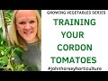 HOW TO TRAIN CORDON TOMATOES GROWING AT HOME - SINGLE STEM TOMATOES